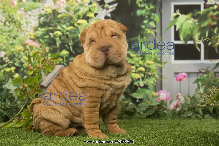  : Sharpei dog outdoors in the garden