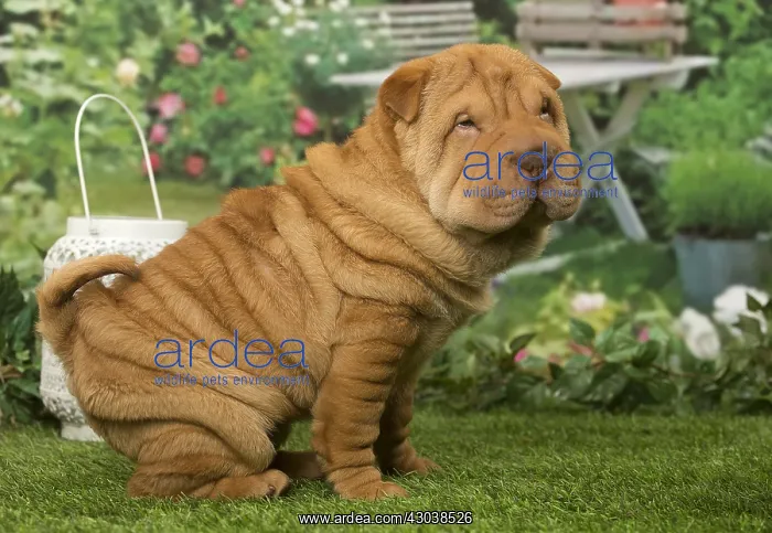  : Sharpei dog outdoors in the garden