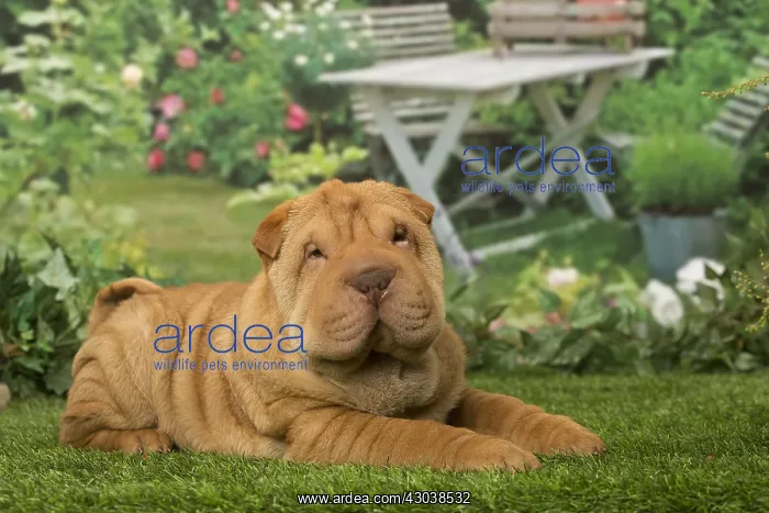  : Sharpei dog outdoors in the garden