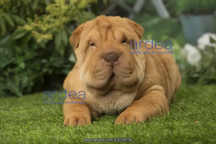  : Sharpei dog outdoors in the garden