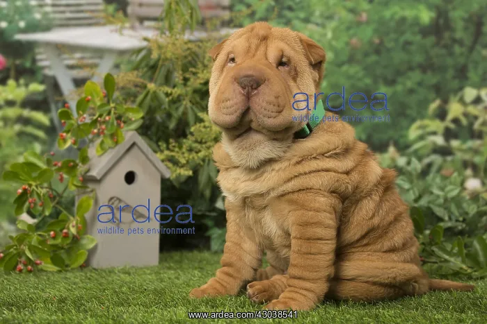  : Sharpei dog outdoors in the garden