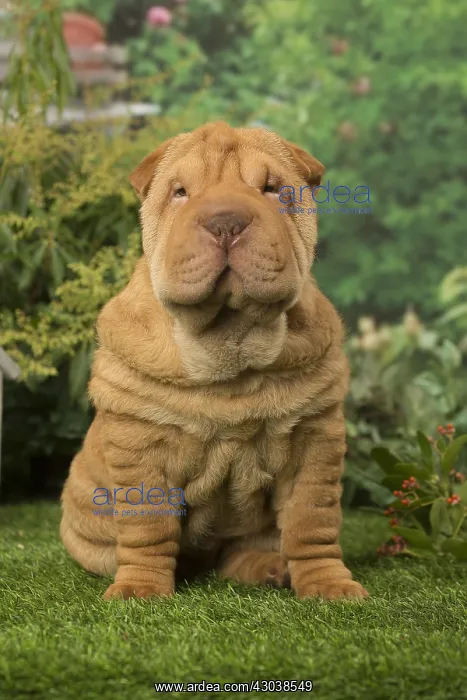 : Sharpei dog outdoors in the garden