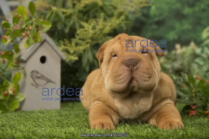 : Sharpei dog outdoors in the garden