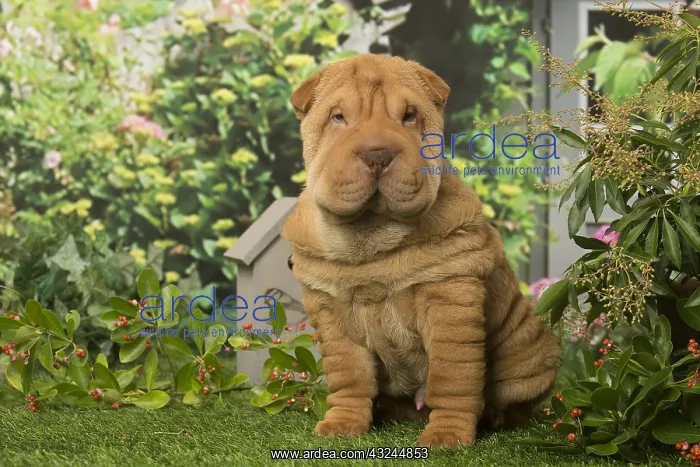  : Sharpei dog outdoors in the garden