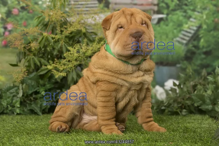  : Sharpei dog outdoors in the garden