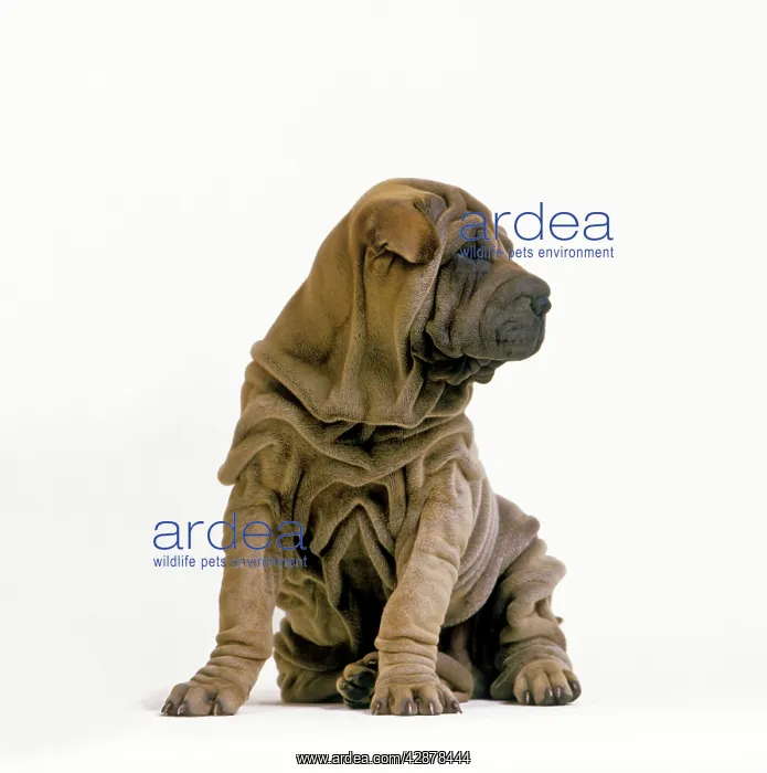  : Sharpei Dogs - puppy