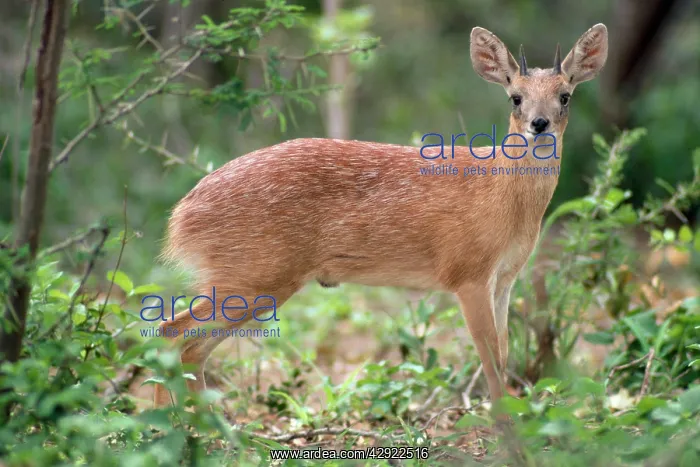: SHARPE'S GRYSBOK : SHARPE'S GRYSBOK