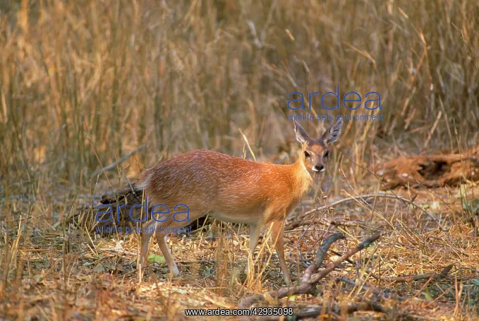 : Sharpe's Grysbok : Sharpe's Grysbok
