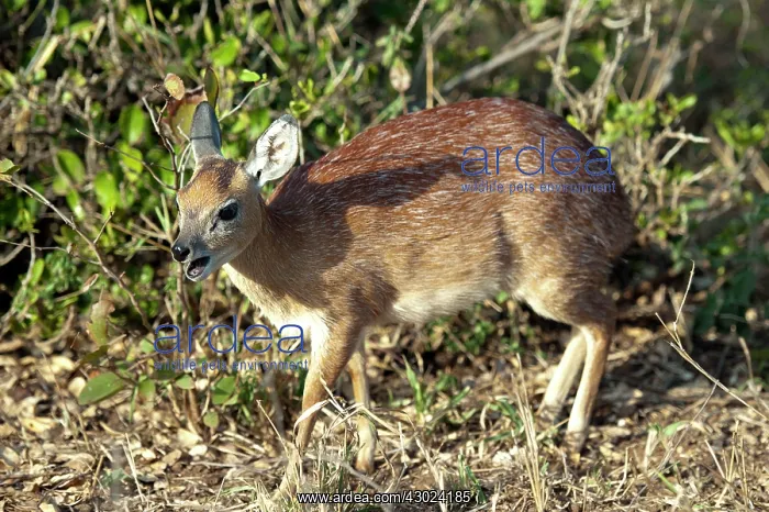 : Sharpe's Grysbok calling : Sharpe's Grysbok calling