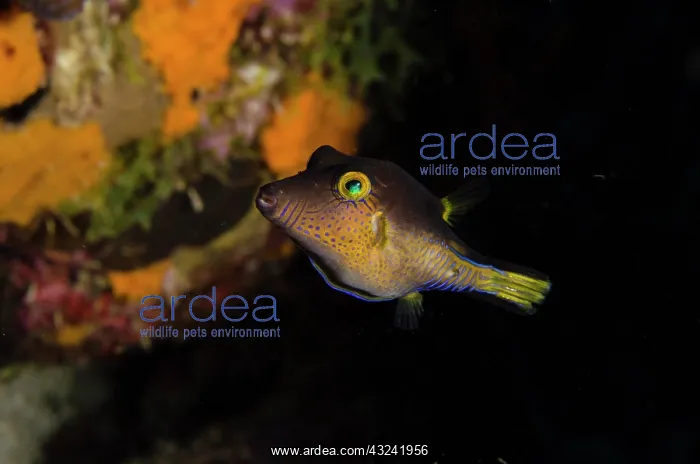 : Sharpnose Puffer (Canthigaster rostrata) : Sharpnose Puffer (Canthigaster rostrata)