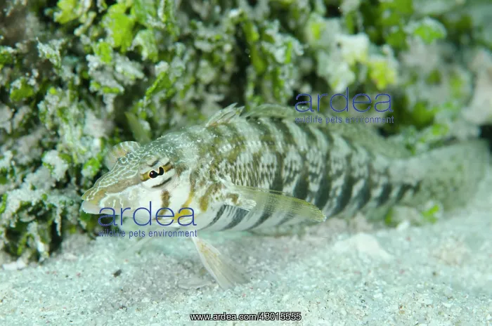 : Sharpnose Sandperch : Sharpnose Sandperch