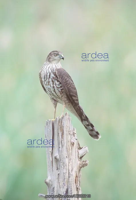 : SHARPSHINNED HAWK - Immature bird on post : SHARPSHINNED HAWK - Immature bird on post