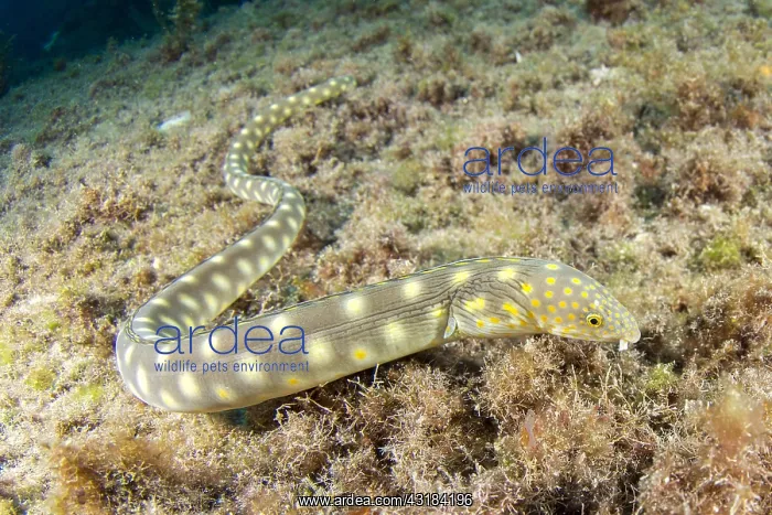 : Sharptail Eel (Myrichthys breviceps), Martinique : Sharptail Eel (Myrichthys breviceps), Martinique
