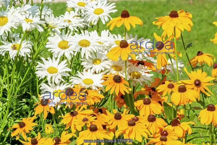 : Shasta Daisy Crazy Daisy, Leucanthemum superbum : Shasta Daisy Crazy Daisy, Leucanthemum superbum