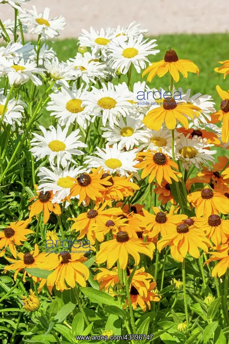 : Shasta Daisy Crazy Daisy, Leucanthemum superbum : Shasta Daisy Crazy Daisy, Leucanthemum superbum