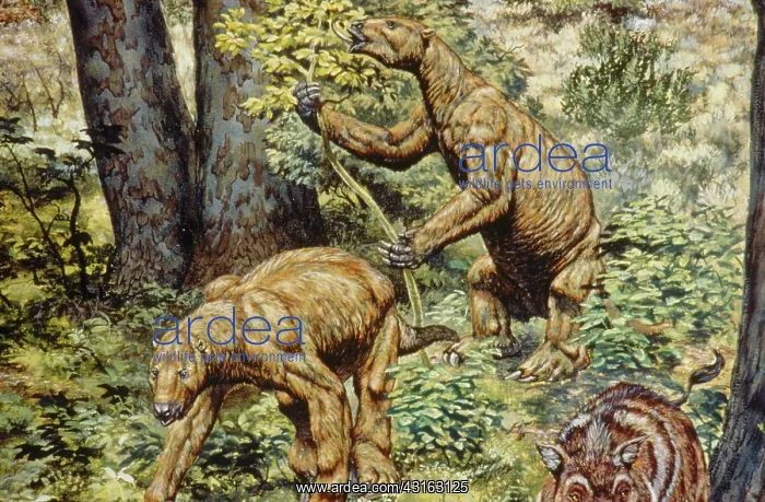 : Shasta Ground Sloth : Shasta Ground Sloth