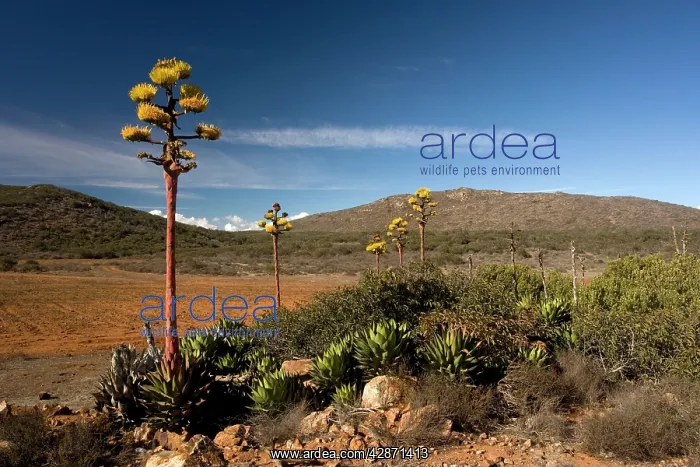 : Shaw's Agave : Shaw's Agave
