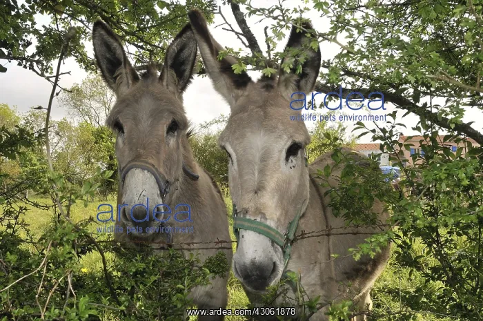 : She-ass and her two years old foal in a meadow France : She-ass and her two years old foal in a meadow France