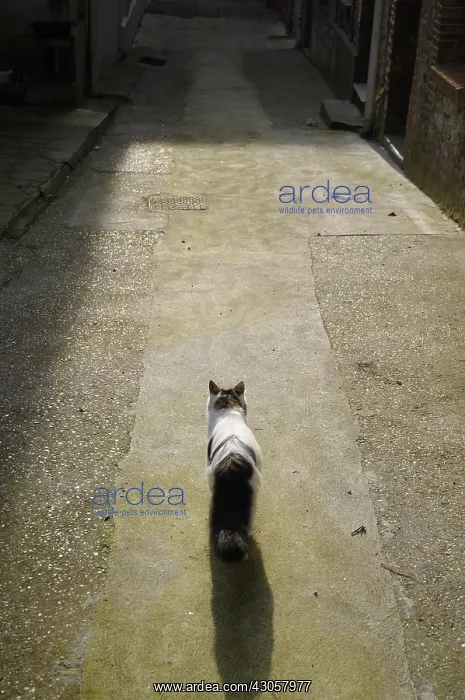 : A she-cat in an alley in Yport France : A she-cat in an alley in Yport France