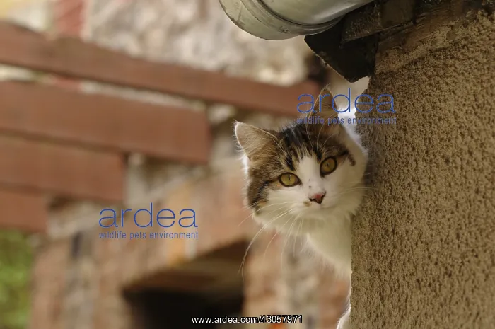 : A she-cat observes behind a wall of house Yport France : A she-cat observes behind a wall of house Yport France