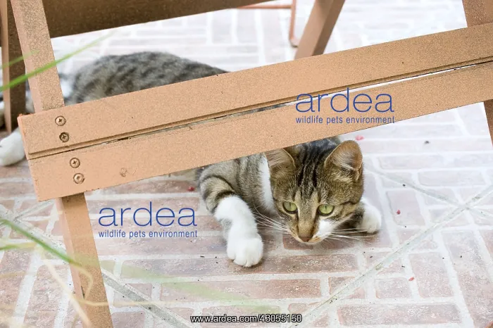: She-cat playing on a garden terrace : She-cat playing on a garden terrace