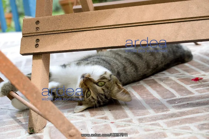 : She-cat playing on a garden terrace : She-cat playing on a garden terrace