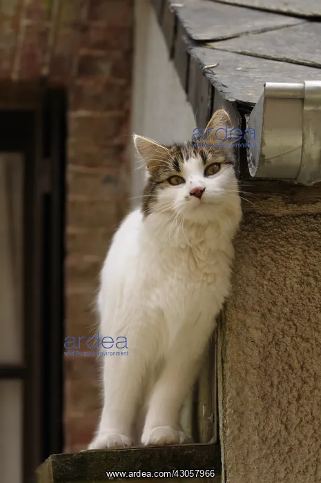  : A she-cat rubs against the side of a house Yport