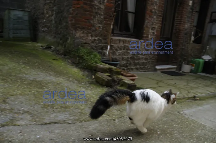 : A she-cat running in an alley in Yport France : A she-cat running in an alley in Yport France