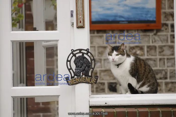 : She-cat sat on the amount of a window Yport France : She-cat sat on the amount of a window Yport France