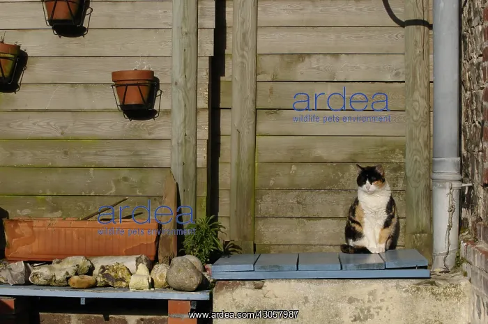 : She-cat sitting on a board Yport : She-cat sitting on a board Yport