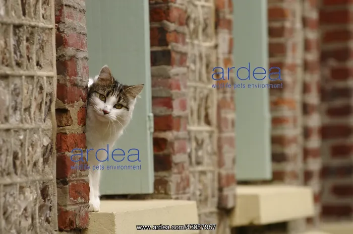 : A she-cat on a window to Yport France : A she-cat on a window to Yport France