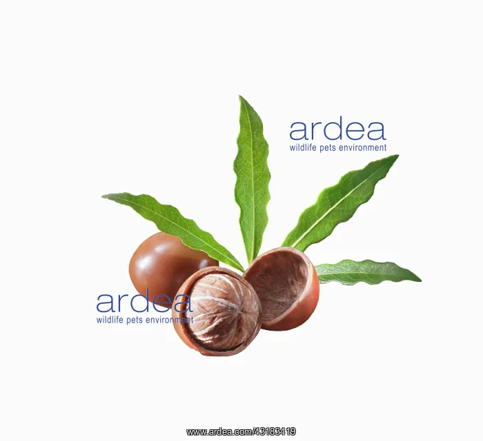 : Shea butter tree, Vitellaria paradoxa, Two nuts : Shea butter tree, Vitellaria paradoxa, Two nuts