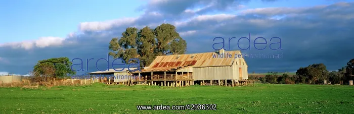 : Shearing shed south of Orange on the Orange-Mandurama : Shearing shed south of Orange on the Orange-Mandurama