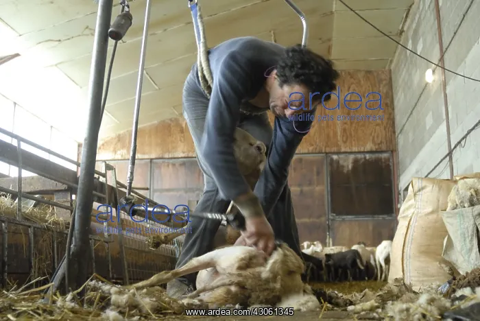 : Shearing sheep with a pole Lozere France : Shearing sheep with a pole Lozere France