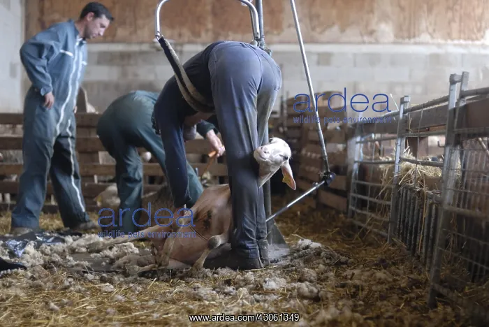 : Shearing sheep with a pole Lozere France : Shearing sheep with a pole Lozere France