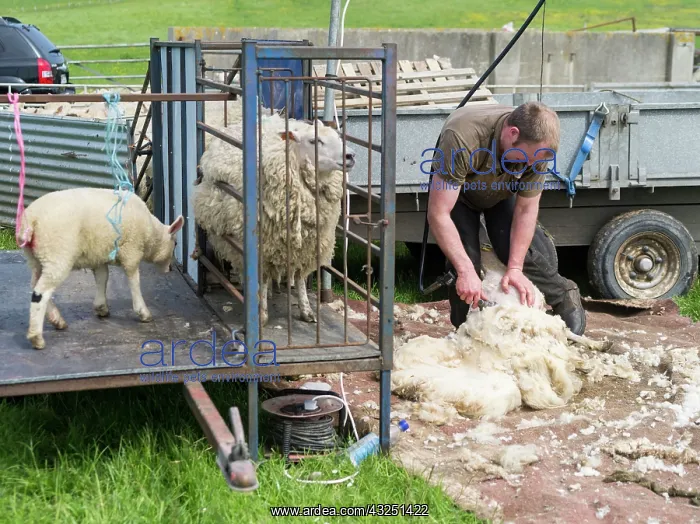 : Shearing Shetland sheep in a paddock. It : Shearing Shetland sheep in a paddock. It