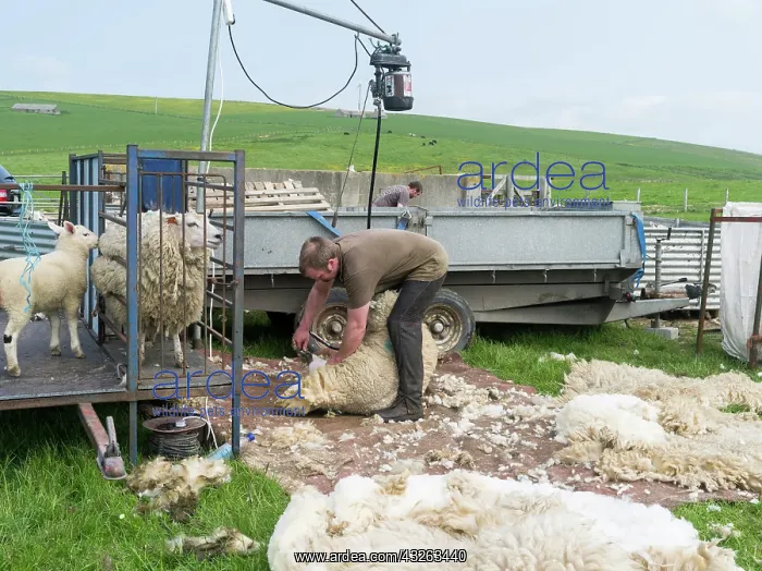 : Shearing Shetland sheep in a paddock. It : Shearing Shetland sheep in a paddock. It