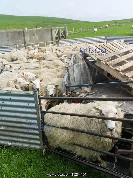 : Shearing Shetland sheep in a paddock. It : Shearing Shetland sheep in a paddock. It