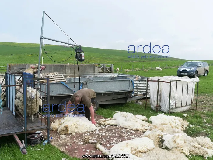 : Shearing Shetland sheep in a paddock. It : Shearing Shetland sheep in a paddock. It