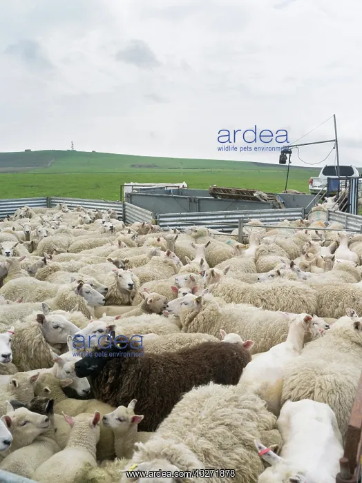 : Shearing Shetland sheep in a paddock. It : Shearing Shetland sheep in a paddock. It