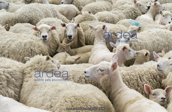 : Shearing Shetland sheep in a paddock. It : Shearing Shetland sheep in a paddock. It