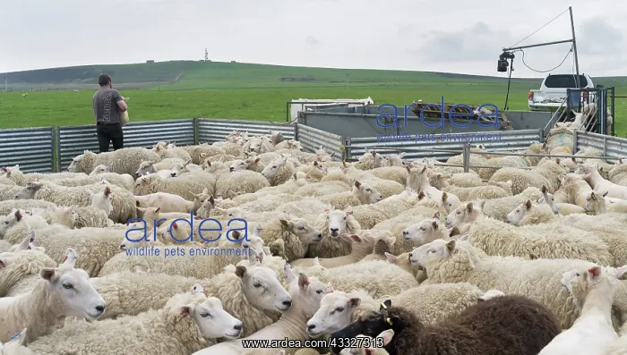  : Shearing Shetland sheep in a paddock. It