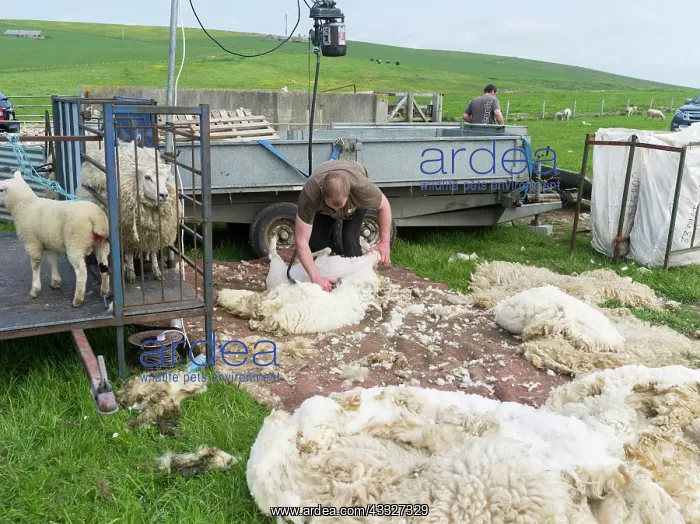  : Shearing Shetland sheep in a paddock. It