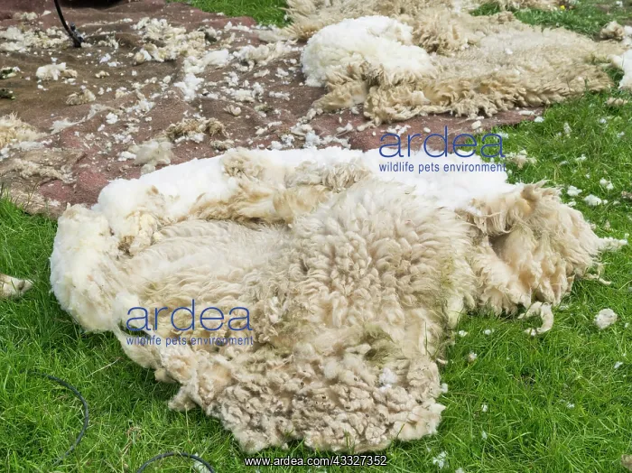  : Shearing Shetland sheep in a paddock. It