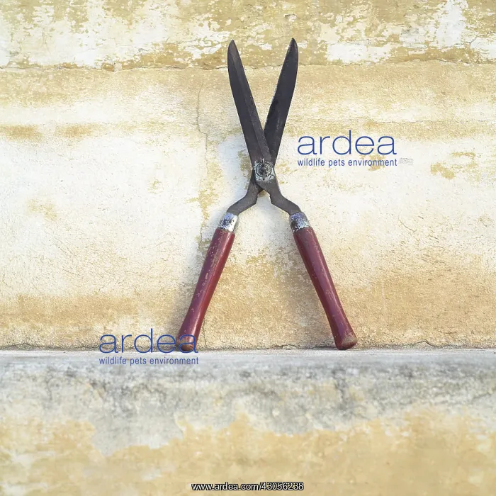 : Shears : Shears