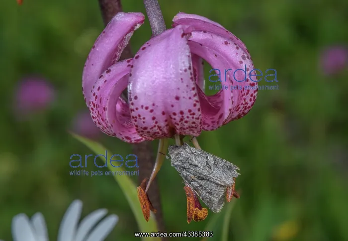 : Shears Moth, Hada plebeja on Lilium martagon : Shears Moth, Hada plebeja on Lilium martagon