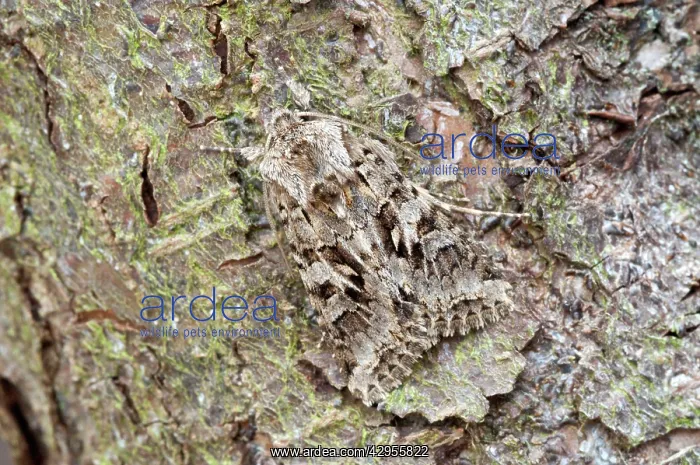 : Shears - on tree trunk : Shears - on tree trunk