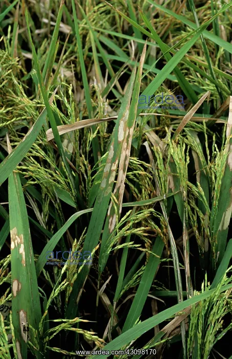 : Sheath blight infection on rice crop : Sheath blight infection on rice crop