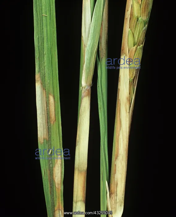 : Sheath blight lesions on rice plants : Sheath blight lesions on rice plants