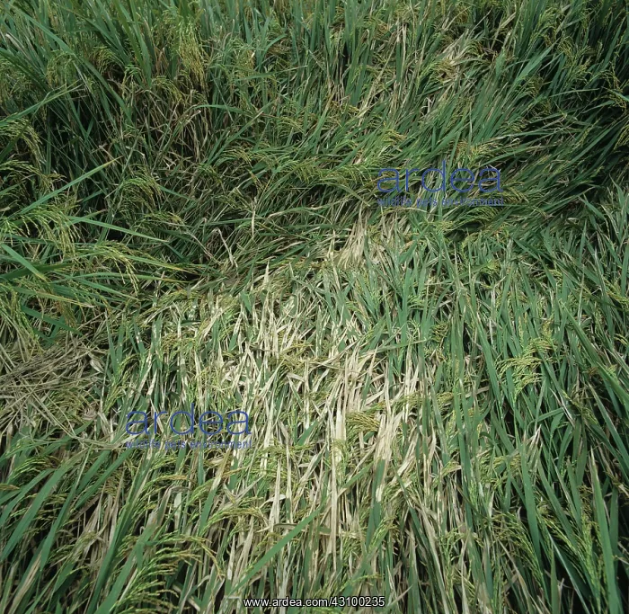 : Sheath blight (Rhizoctonia solani) : Sheath blight (Rhizoctonia solani)